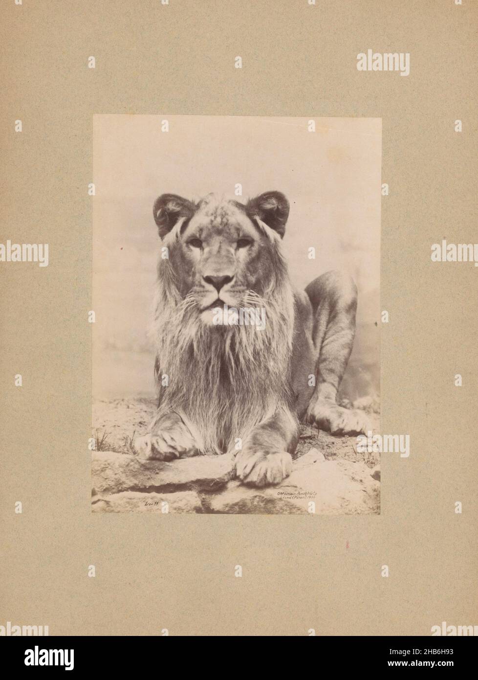 Lion, Ottomar Anschütz (mentionné à l'objet), c.1888, carton, imprimé albumine, hauteur 205 mm × largeur 149 mm Banque D'Images