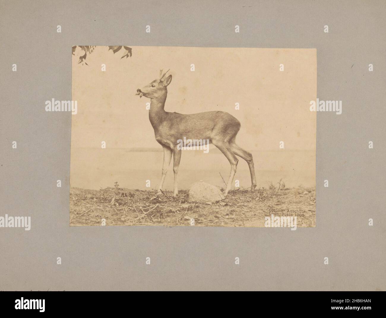 EEE avec des feuilles dans sa bouche, Ottomar Anschütz (mentionné sur l'objet), c.1886, carton, imprimé albumine, hauteur 147 mm × largeur 202 mm Banque D'Images