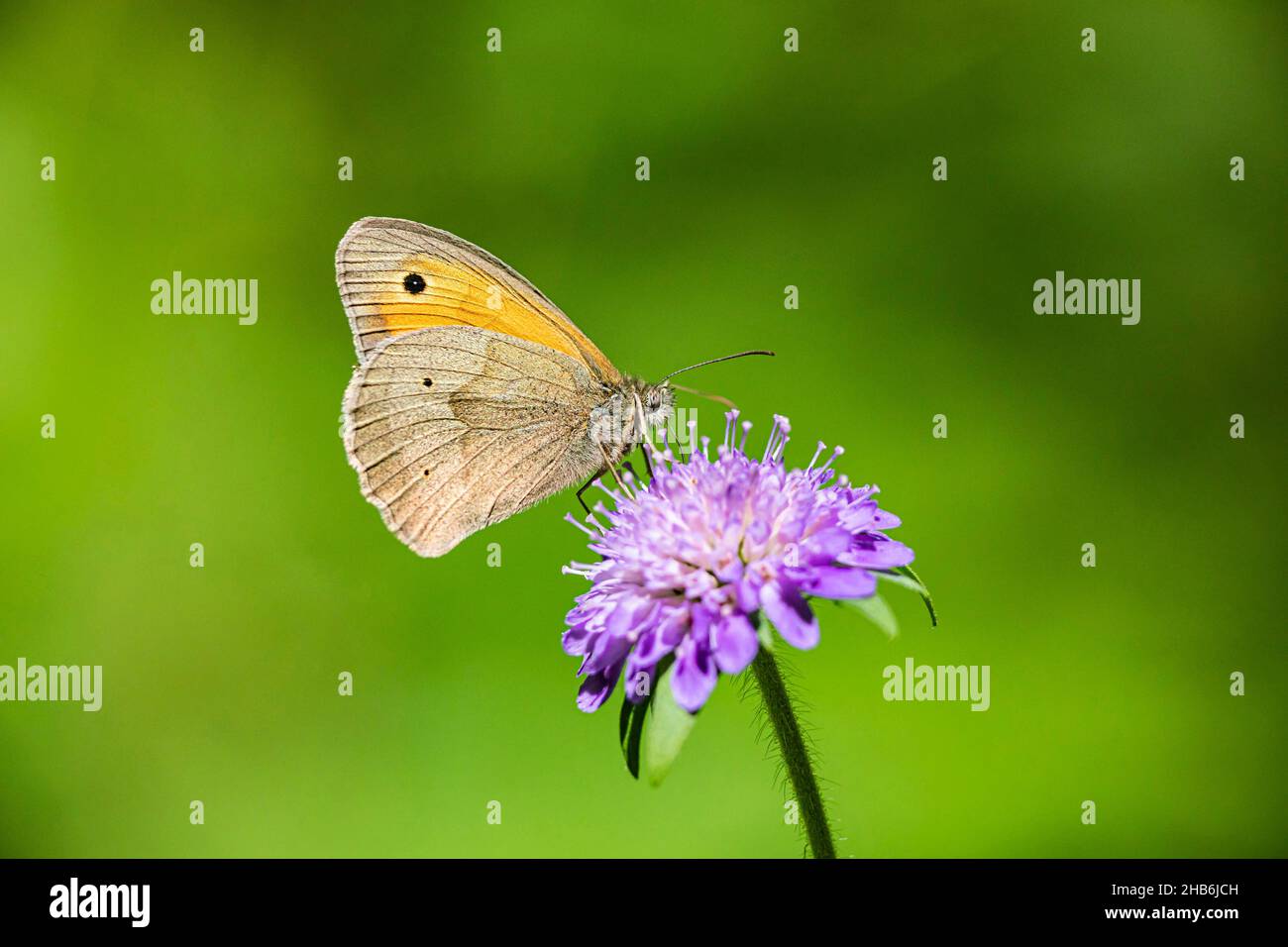 Prairie Brown (Maniola jurtina, Epinephele jurtina), se trouve sur une fleur scabieuse, Allemagne, Bavière Banque D'Images