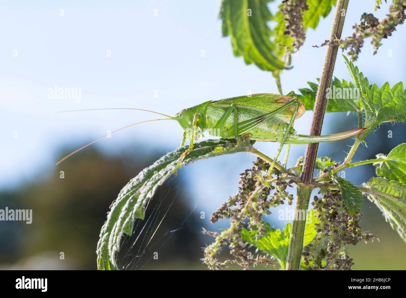 Cricket vert et vert, cricket vert et vert, cricket vert et vert (Tettigonia cantans), femelle avec ovipositor, Allemagne Banque D'Images
