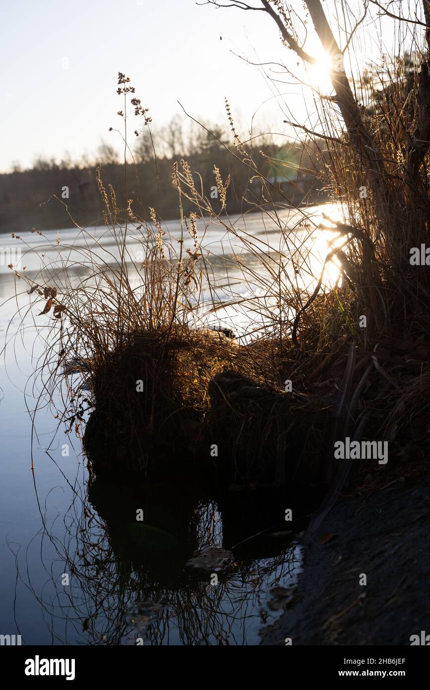 Herbes sèches et roseaux doux et focacsed à l'eau avec rétroéclairage solaire.La nature scandinave.Réel est beau. Banque D'Images