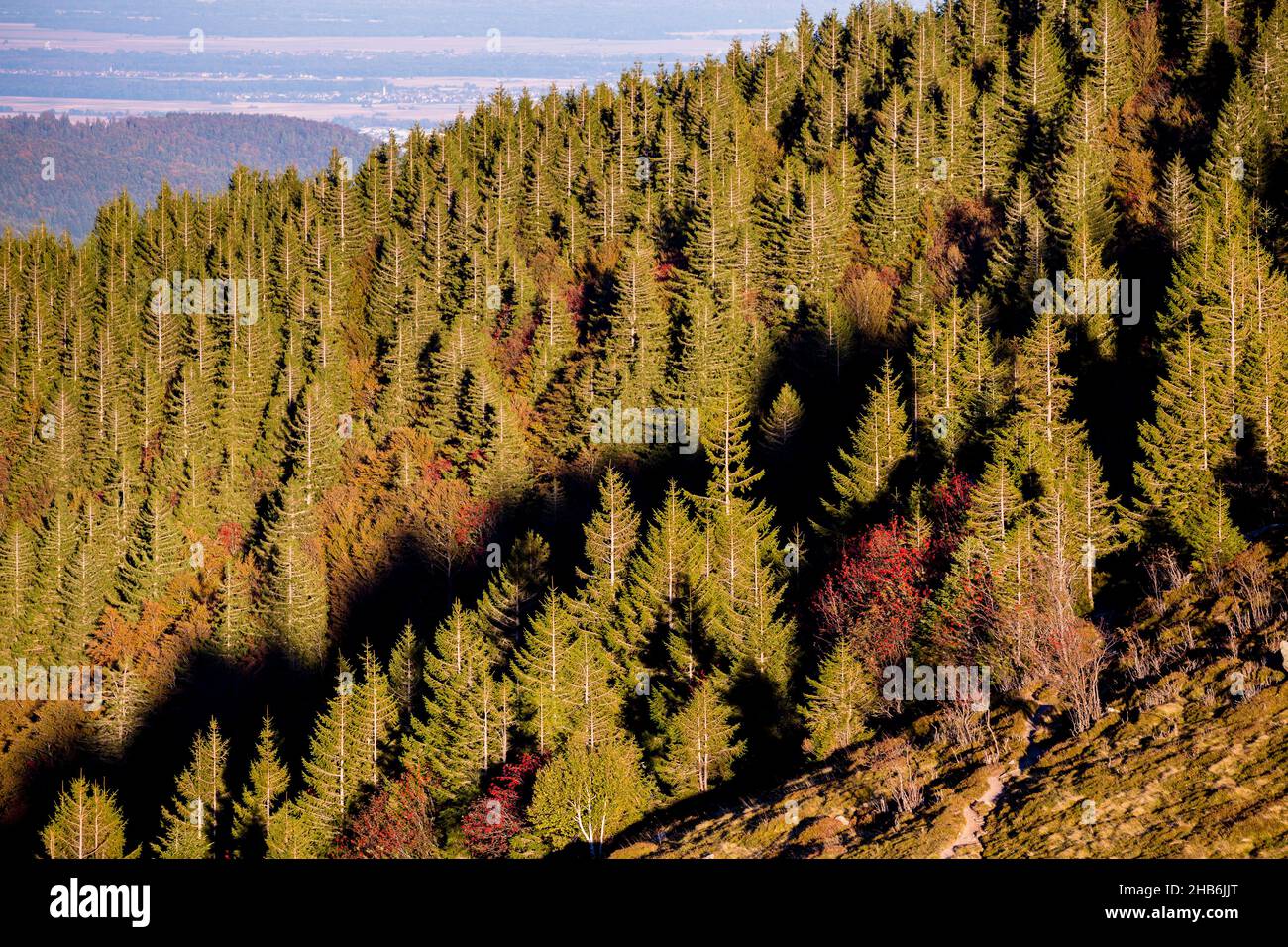 Forêt de conifères avec des cendres de montagne à fruits dans les ...