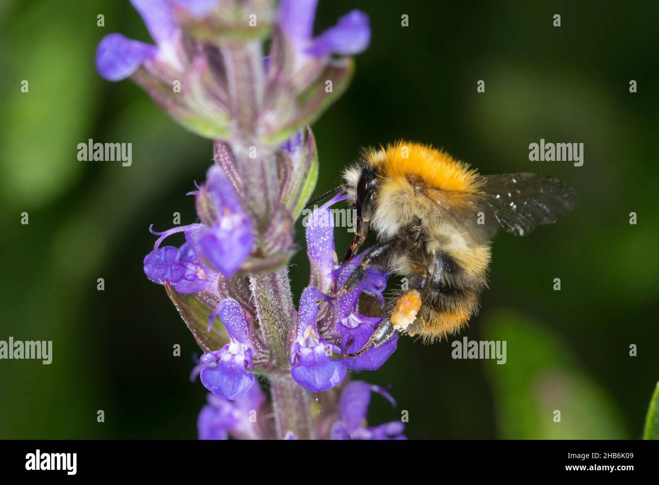 carder Bee, Carder Bee (Bombus pascuorum, Bombus aglorum, Megabombus pascuorum), femelle avec une charge de pollen visite une fleur, Allemagne Banque D'Images