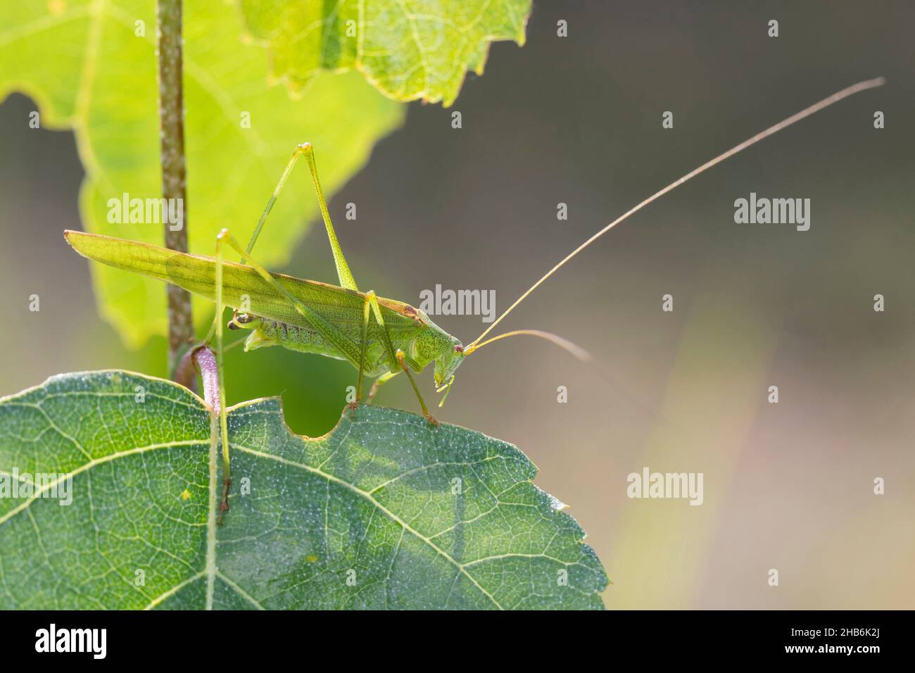 Bush-cricket à faucille, Bush-cricket à faucille (Phaneroptera falcata), homme assis sur une feuille, Allemagne Banque D'Images