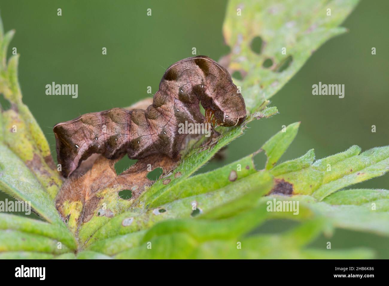 Papillon à pois (Melancha persicariae, Polia persicariae, Mamestra persicariae), chenille sur une feuille, Allemagne Banque D'Images