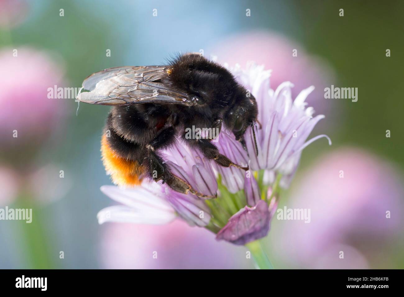 Abeille à queue rouge (Bombus lapidarius, Pyrobombus lapidarius, Aombus lapidarius, Melanobombus lapidarius), femelle à la recherche du nectar dans la ciboulette Banque D'Images