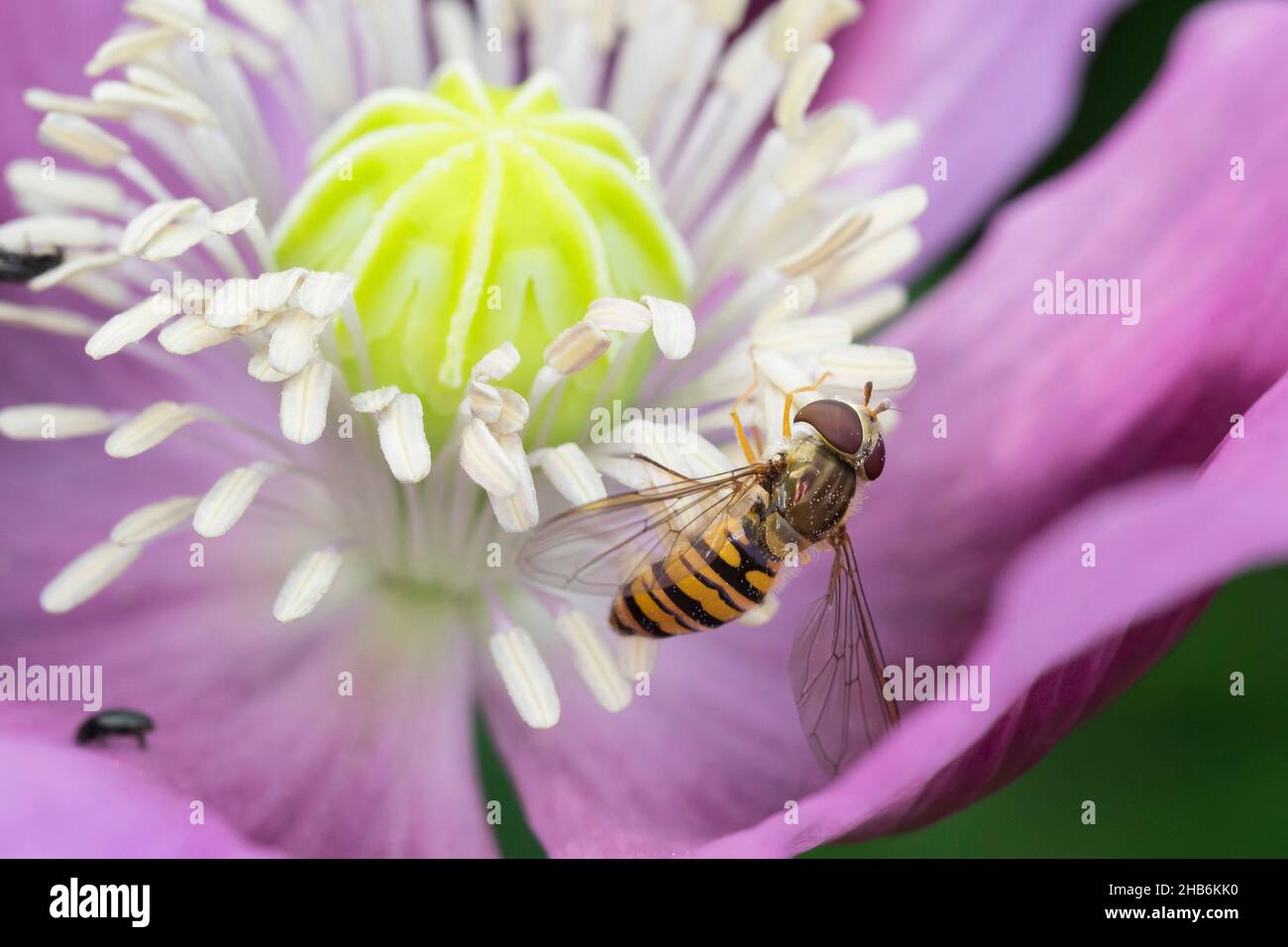 L'aéroglisseur de marmelade (Episyrphus balteatus), femelle récolte le pollen avec ses proboscis, en visitant une fleur de pavot à opium, Papaver somniferum, Allemagne Banque D'Images