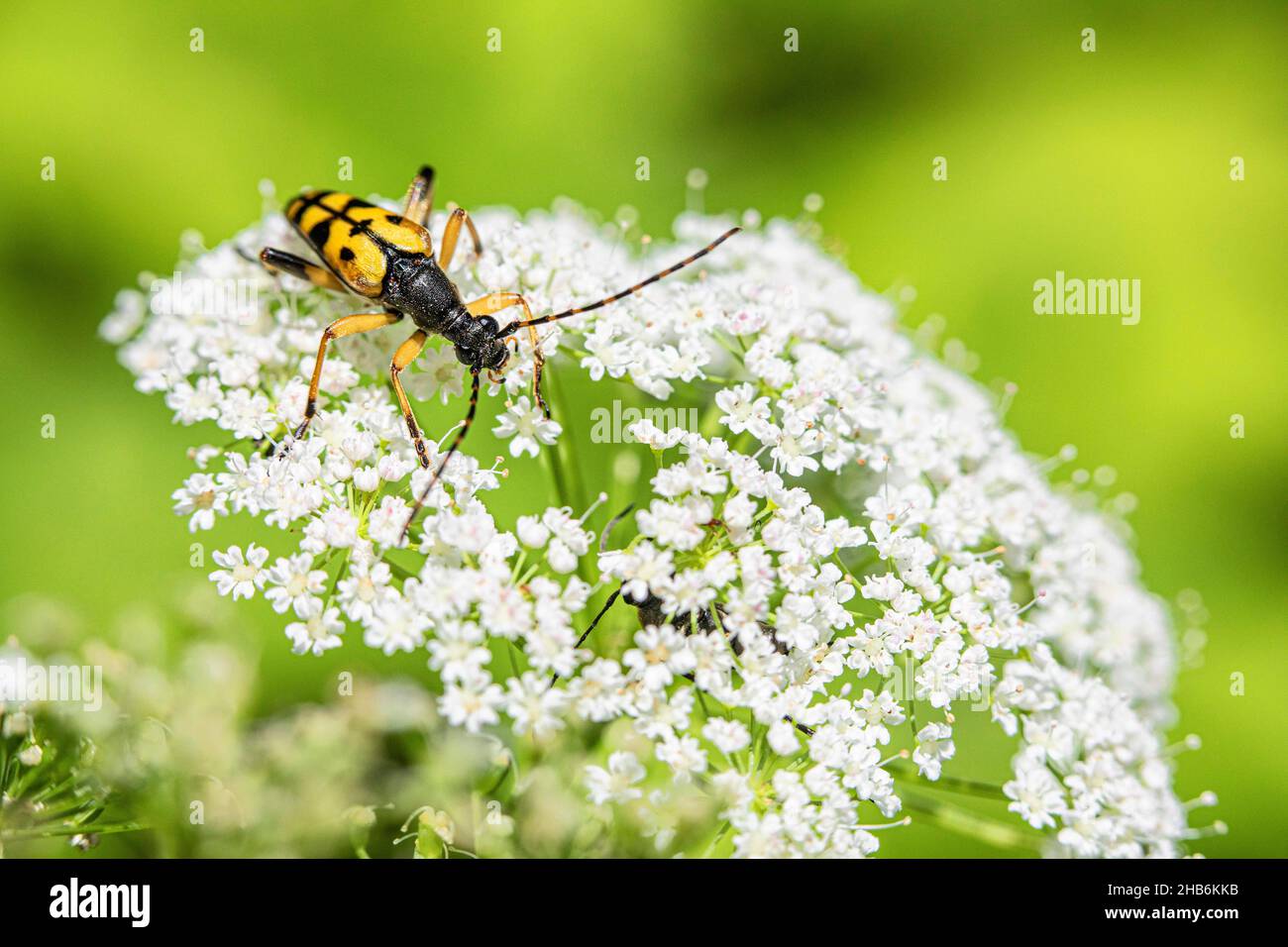 Longhorn tacheté, Béton jaune-noir (Strangalia maculata, Stenurella maculata, Leptura maculata, Rutpela maculata), en fleurs Banque D'Images