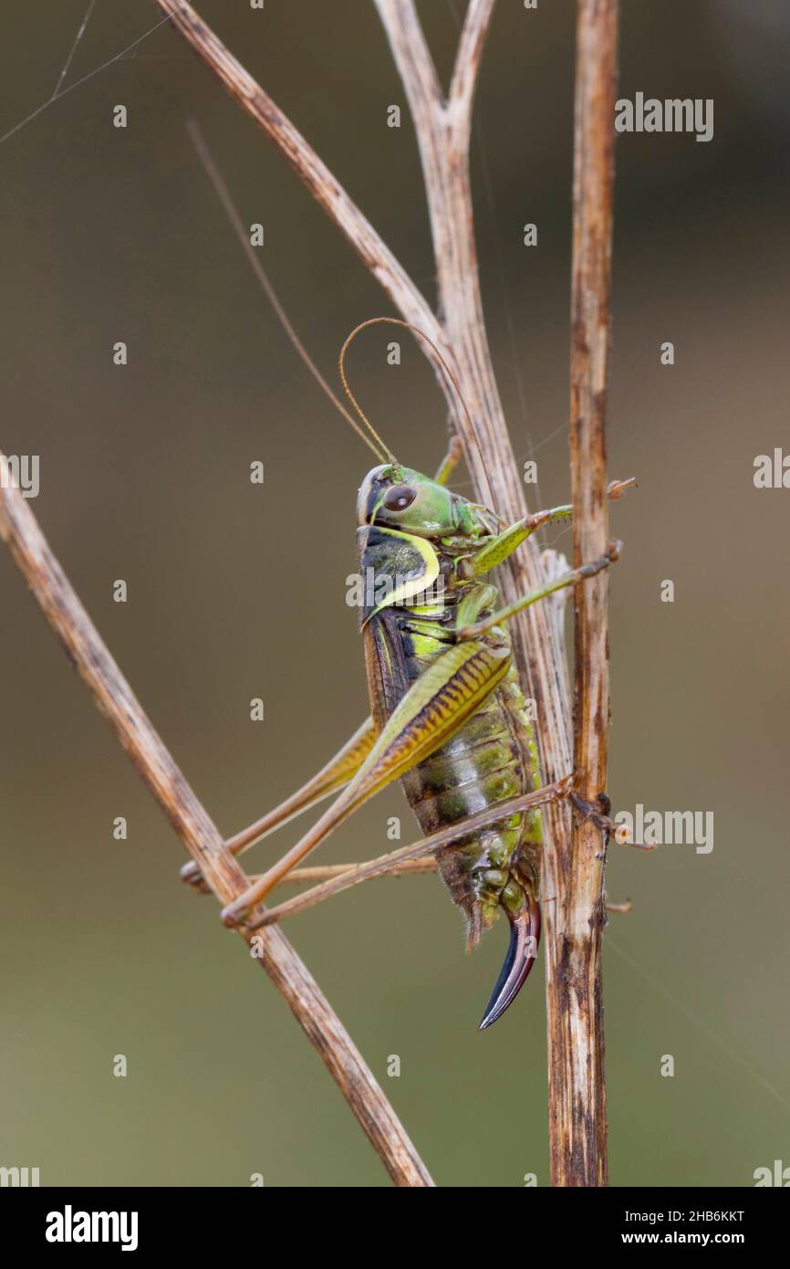 Le bushcricket de Roesel (Metrioptera roeselii, Roeseliana roeselii), femelle sur tige, Allemagne Banque D'Images
