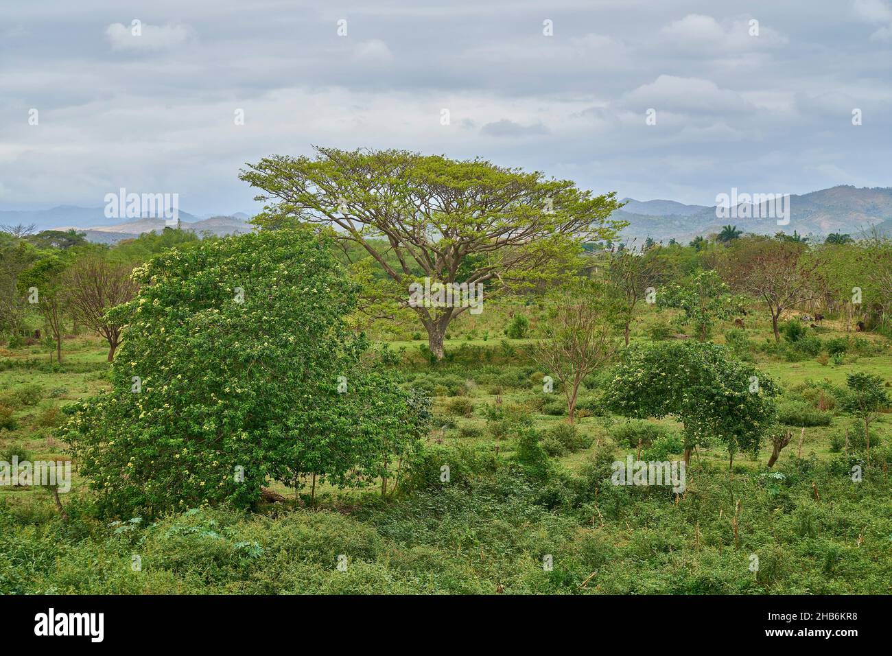 Paysage culturel à la Vallée de los Ingenios, Cuba, Vallée de los Ingenios, Sancti Spiritus Banque D'Images