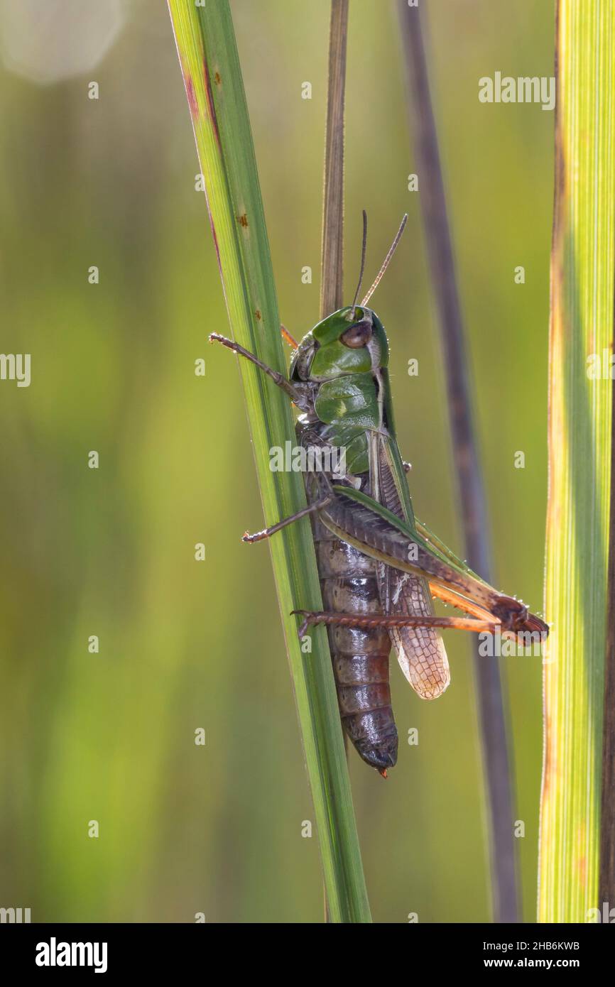 Sauterelle à ailes rayées, sauterelle doublée (Stenobothrus lineatus), femelle sur une lame d'herbe, Allemagne Banque D'Images