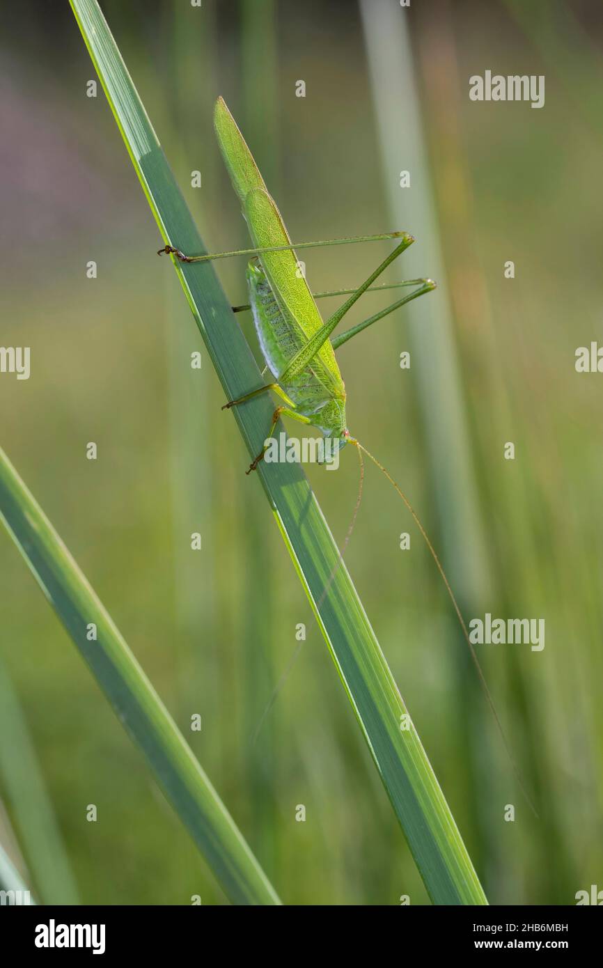 Bush-cricket à faucille, Bush-cricket à faucille (Phaneroptera falcata), homme assis sur une feuille, Allemagne Banque D'Images