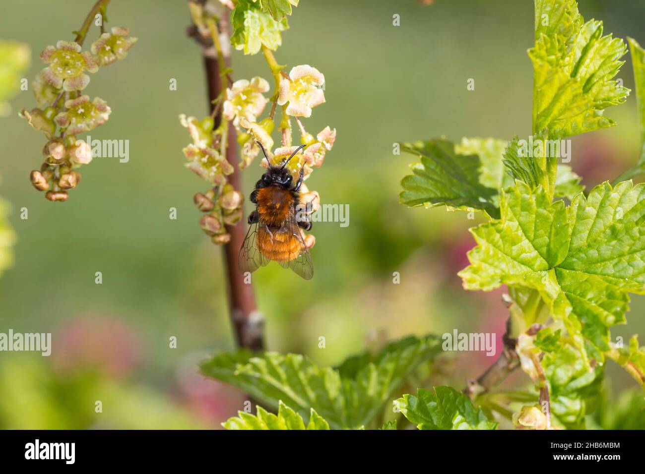 Abeille fourrageante de Tawny, abeille minière de Tawny, abeille minière de Tawny (Andrena fulva, Andrena armata), femelle visitant un arbuste de cassis en fleur, Allemagne Banque D'Images