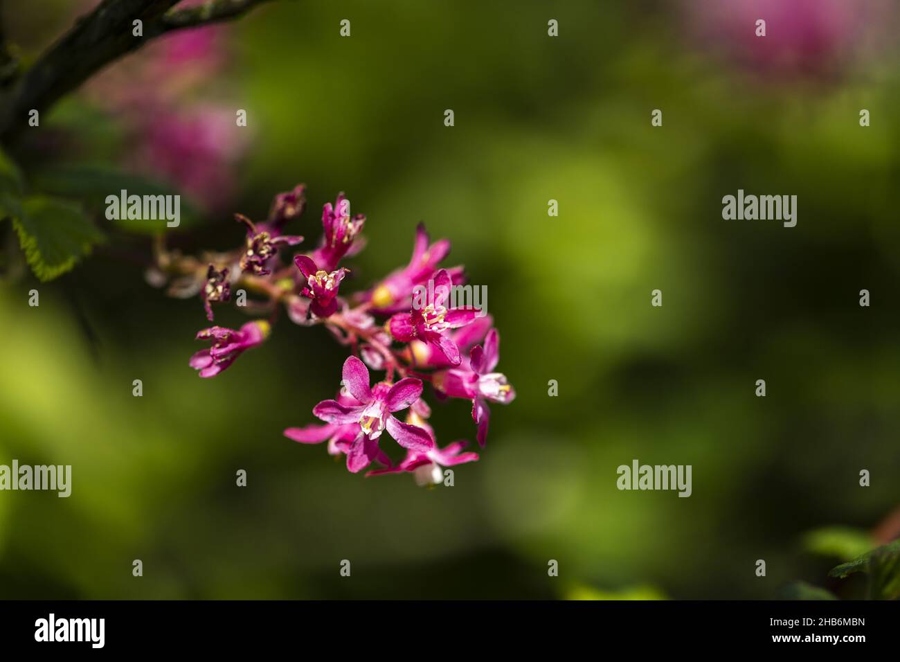 Photo de fleurs de Doritis avec mise au point peu profonde Banque D'Images