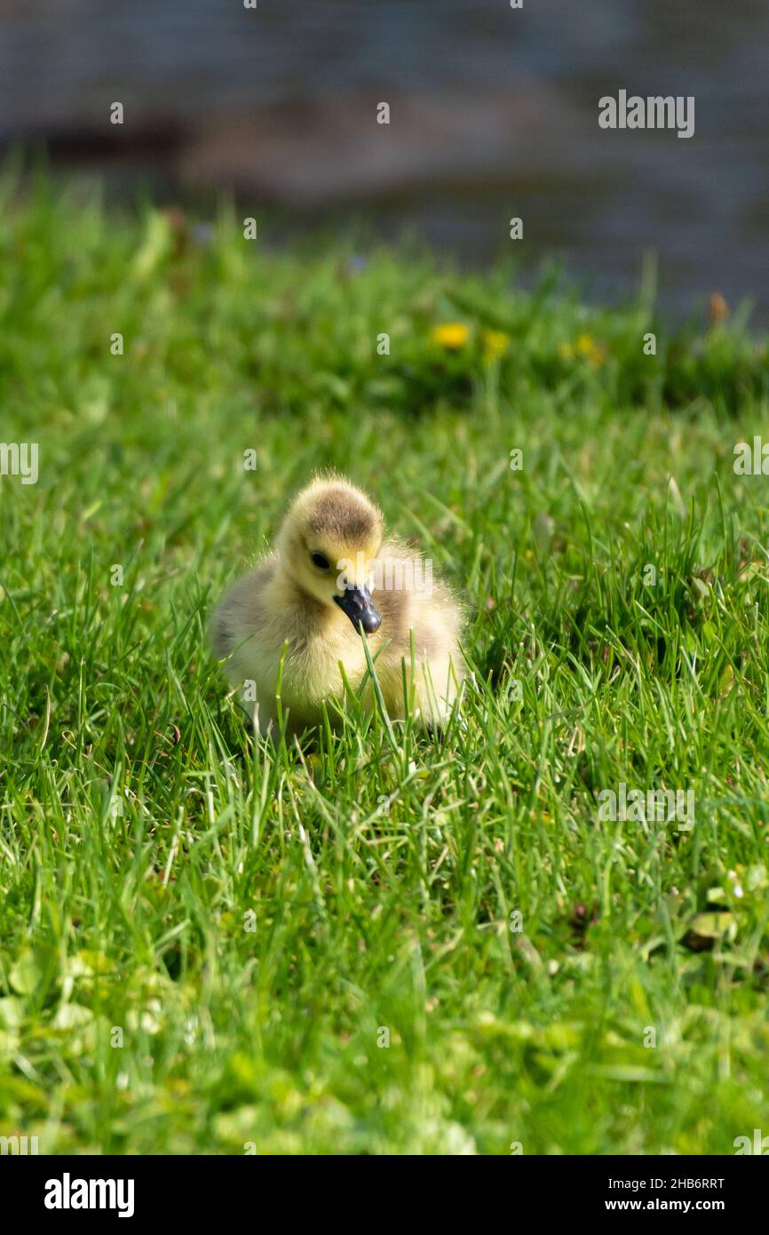Jeune mignon poussin domestique d'oie dans l'herbe Banque D'Images