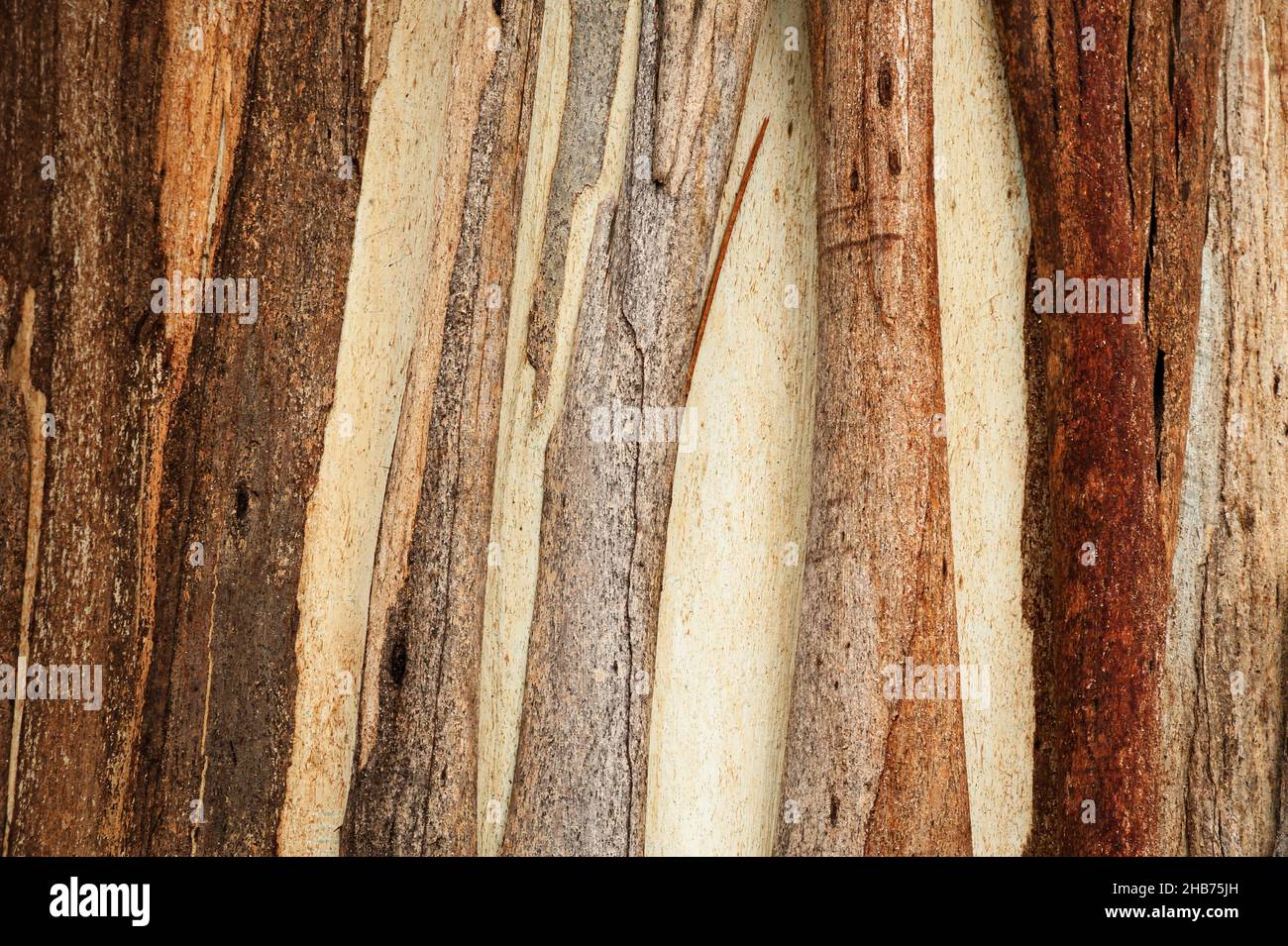 Écorce colorée d'un eucalyptus australien. Banque D'Images