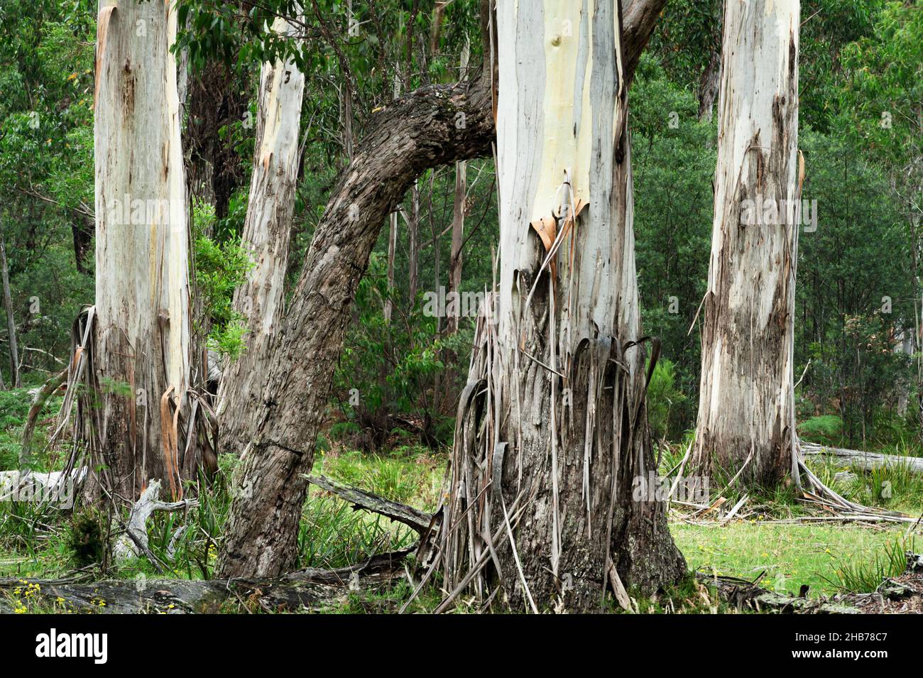 Eucalyptus géants d'une forêt de montagne en Nouvelle-Galles du Sud. Banque D'Images