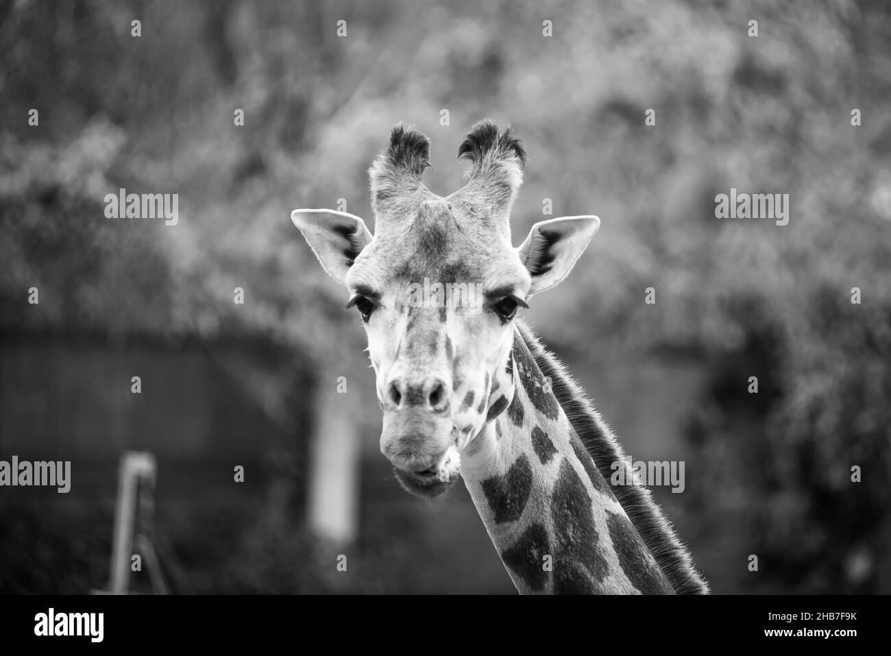 Gros plan d'une girafe campelolardalis dans la nature et le zoo Banque D'Images