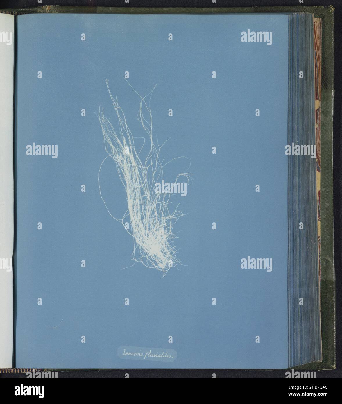 Lemania fluviatilis [= Lemanea fluviatilis], Anna Atkins, Royaume-Uni, c.1843 - c.1853, support photographique, cyanotype, hauteur 250 mm × largeur 200 mm Banque D'Images