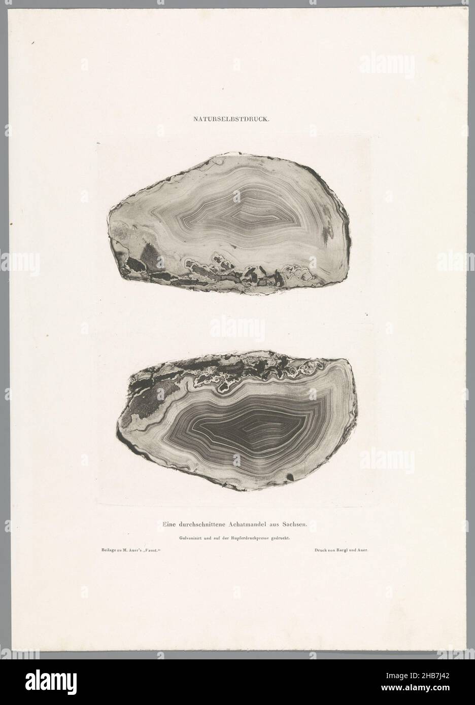 Section d'un achatmandel, feuille de la série de 12 Naturselbstdrucke Auer., fabricant: Alois Auer, (éventuellement), imprimante: F. Kargl, (mentionné sur l'objet),Vienne, 1855, papier, hauteur 343 mm × largeur 243 mm Banque D'Images