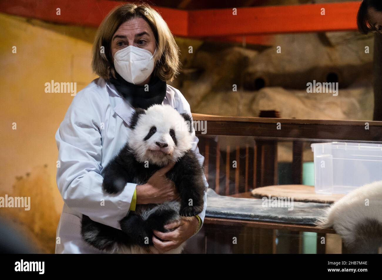 Madrid, Espagne.17th décembre 2021.Un travailleur du zoo est vu avec un bébé panda ours.Deux petits pandas jumeaux ont reçu leur nom (Jiu Jiu et vous) selon la tradition chinoise après 100 jours de naissance, lors d'une cérémonie au zoo de Madrid.Credit: Marcos del Mazo/Alay Live News Banque D'Images