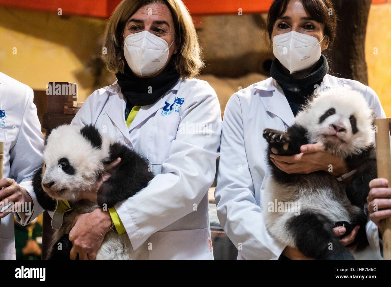 Madrid, Espagne.17th décembre 2021.Les travailleurs du zoo sont vus portant deux bébés panda ours.Les deux petits pandas jumeaux ont reçu leurs noms (JIU Jiu et vous) selon la tradition chinoise après 100 jours de naissance, lors d'une cérémonie au zoo de Madrid.Credit: Marcos del Mazo/Alay Live News Banque D'Images