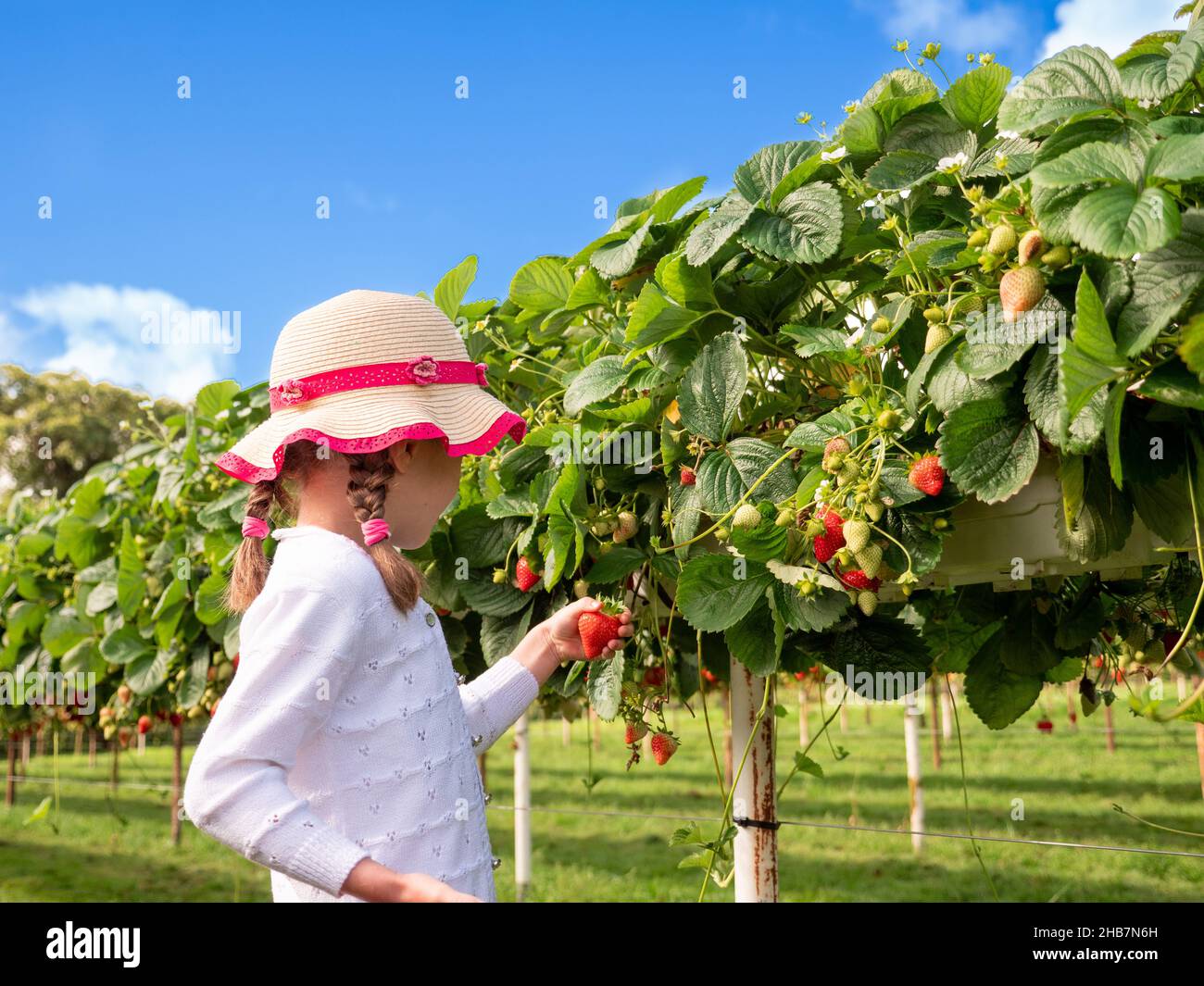 Une jeune fille cueillant des fraises dans une ferme de Parkside, Enfield, Middlesex, Angleterre, Royaume-Uni Banque D'Images