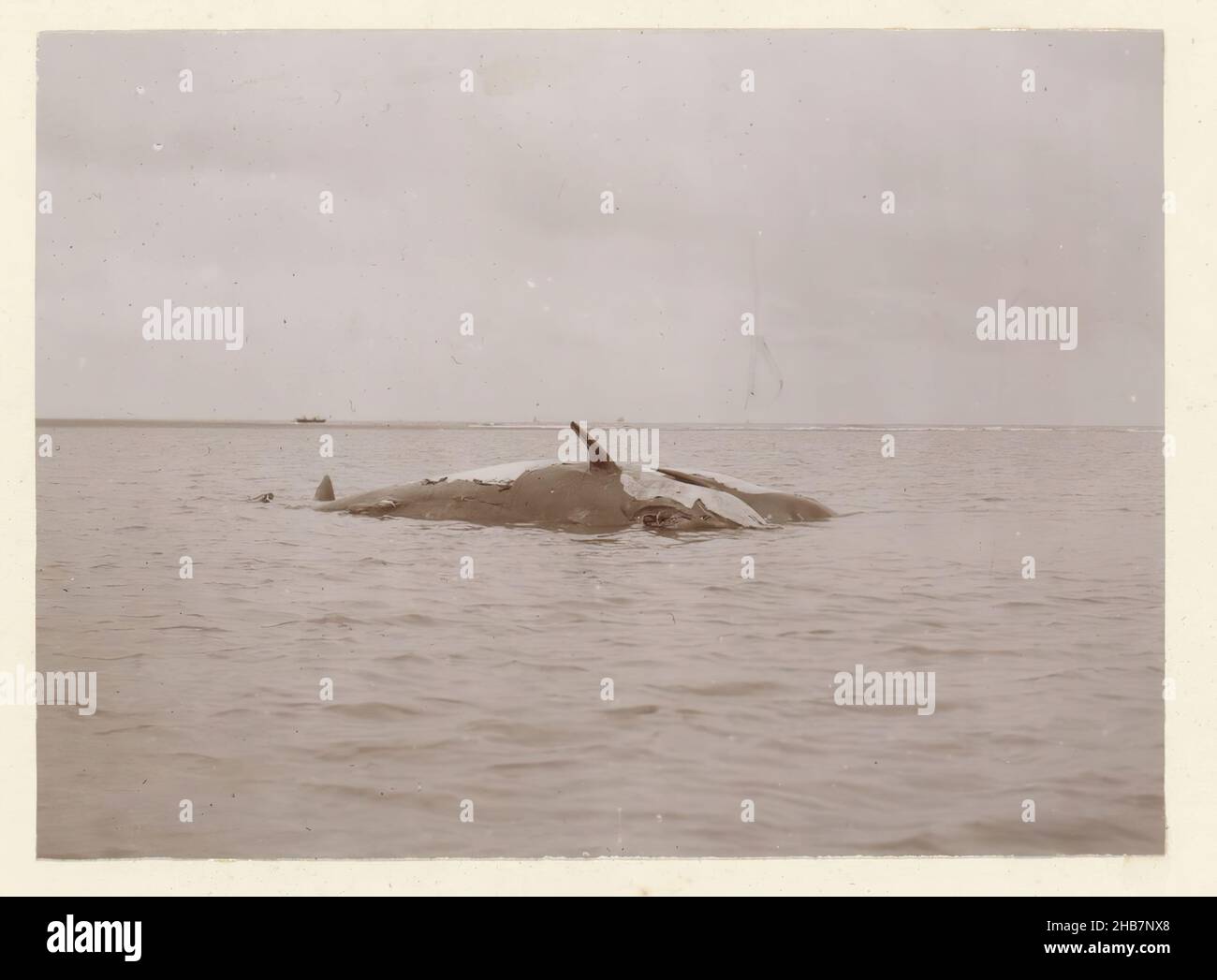 Carcasse flottante d'une baleine morte, probablement au large de la côte française, partie d'un album photo d'un photographe amateur français avec des photos d'une famille, distillerie Delizy & amp; Doistau fils, l'armée et les lieux d'intérêt en France., anonyme, France, c.1900 - c.1910, papier, support photographique, hauteur 80 mm × largeur 110 mm Banque D'Images