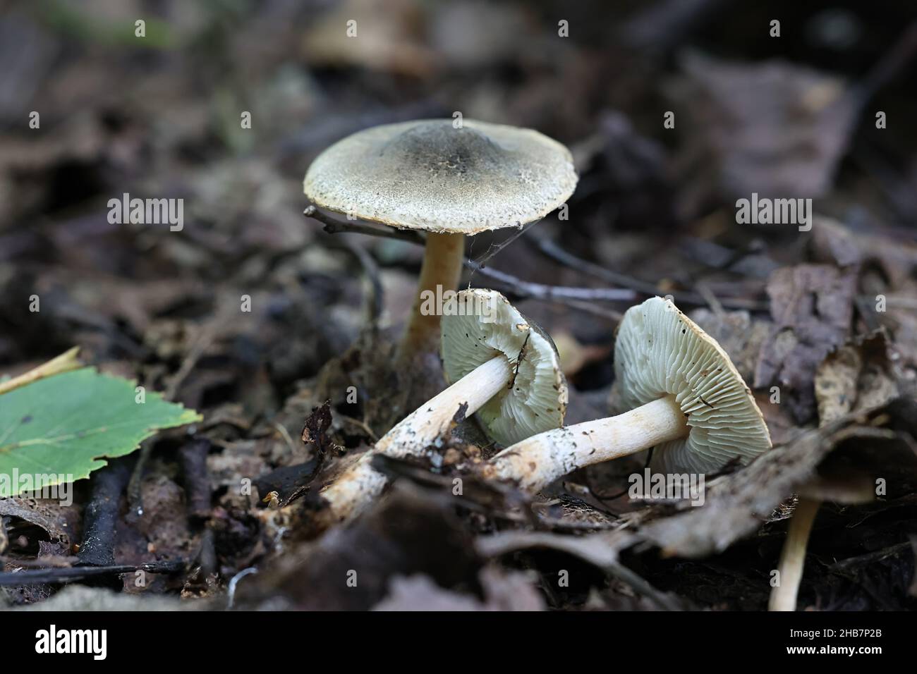 Lepiota grangei, connue sous le nom de Dapperling vert, champignon sauvage de Finlande Banque D'Images