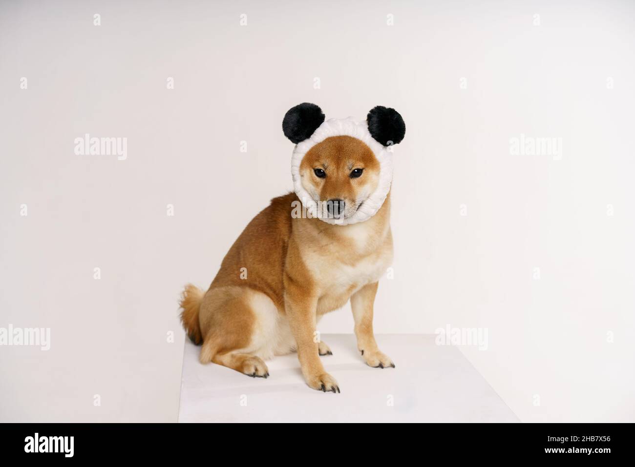 Chien drôle shiba inu est assis sur un fond clair avec un bandage sur sa tête sous la forme d'un panda.PET posé en studio Banque D'Images