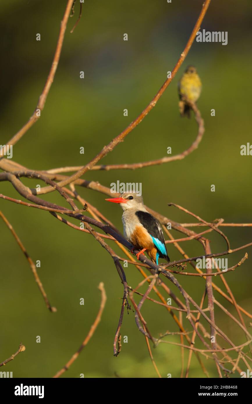 kingfisher à tête grise Halcyon leucocephala, adulte perchée dans un arbre, pavillon Bishangari, Éthiopie, avril Banque D'Images