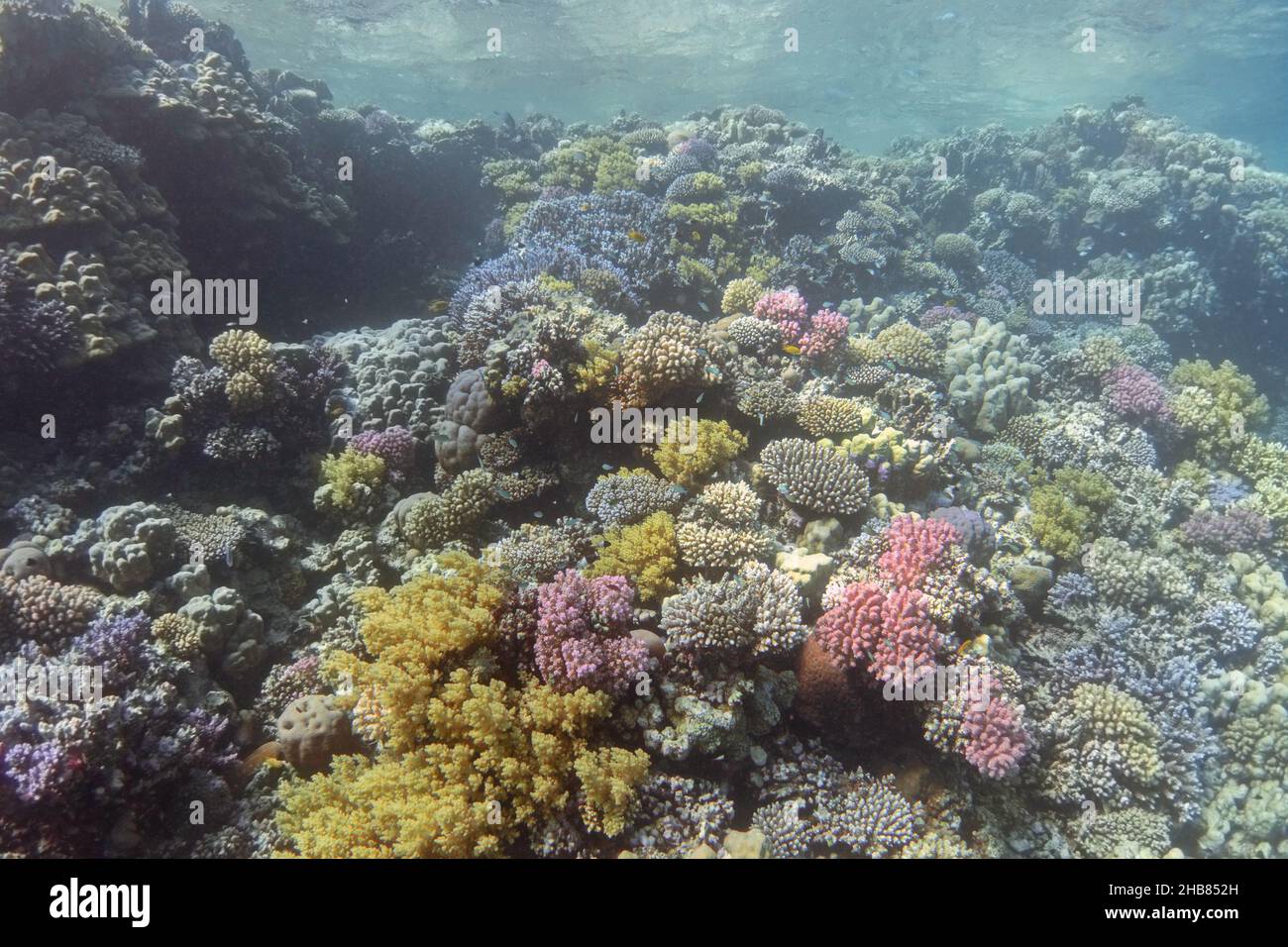Corail coloré, vue sur le fond.Paysage sous-marin. Banque D'Images