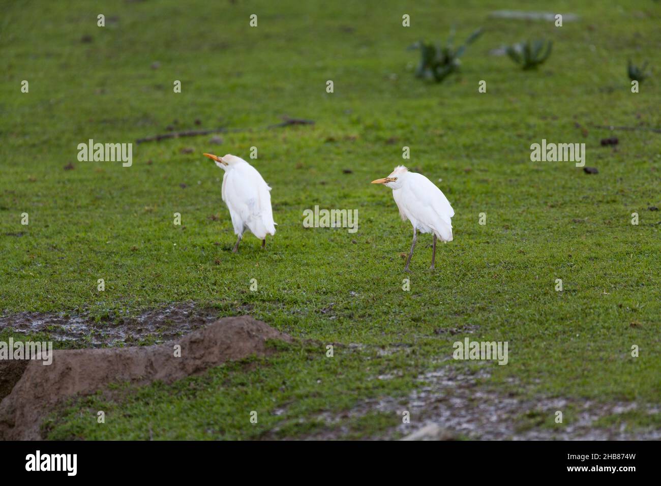 Egret de bétail occidental Bubulcus ibis, fourragère sur prairie, Embalse de Orellana, Badajoz, Espagne,Février Banque D'Images
