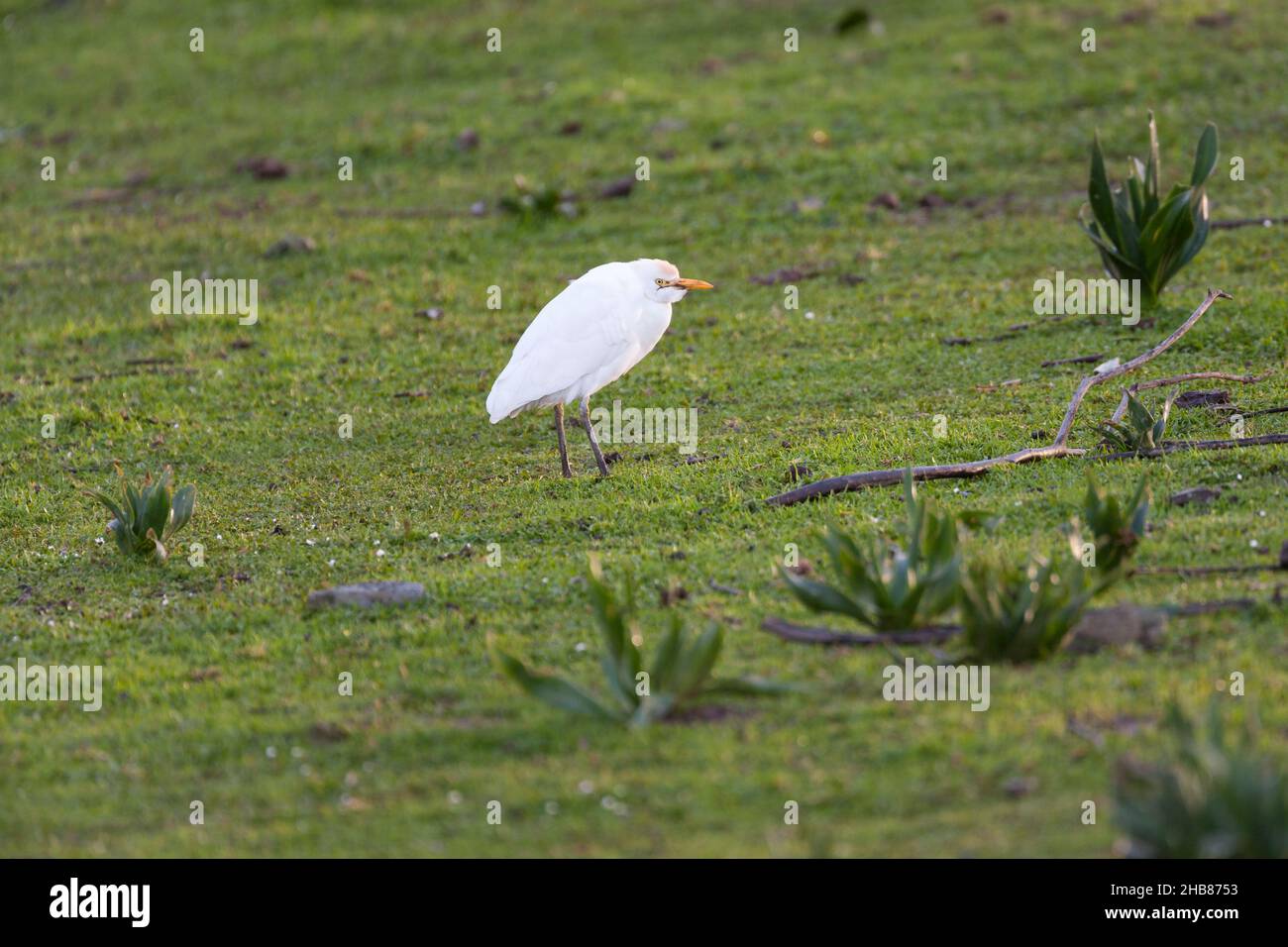 Egret de bétail occidental Bubulcus ibis, fourragère sur prairie, Embalse de Orellana, Badajoz, Espagne,Février Banque D'Images