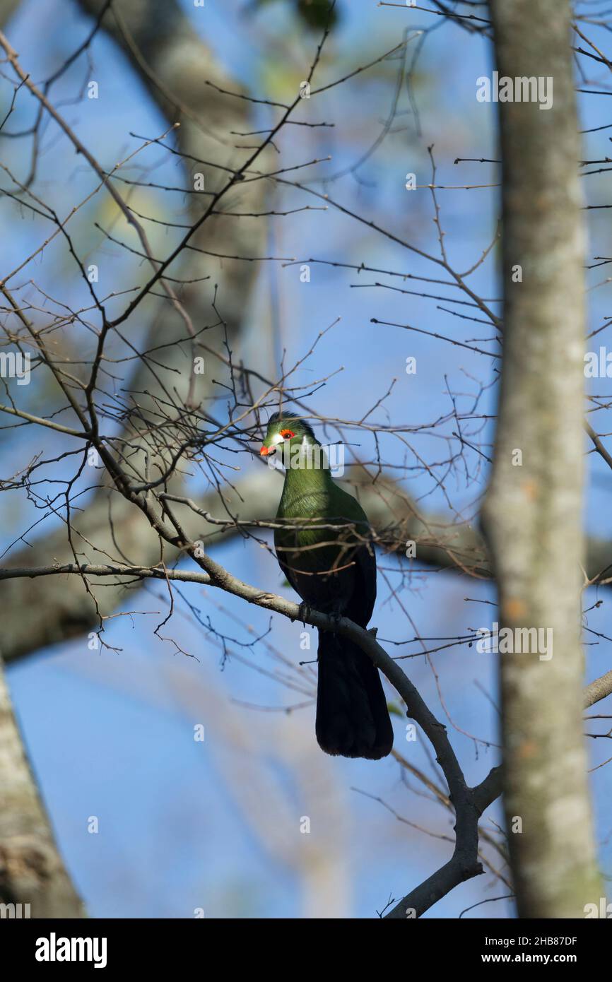 Turaco à chetée blanche Tauraco leucotis, adulte perché dans un arbre, Bishangari Lodge, Ethiopie, avril Banque D'Images