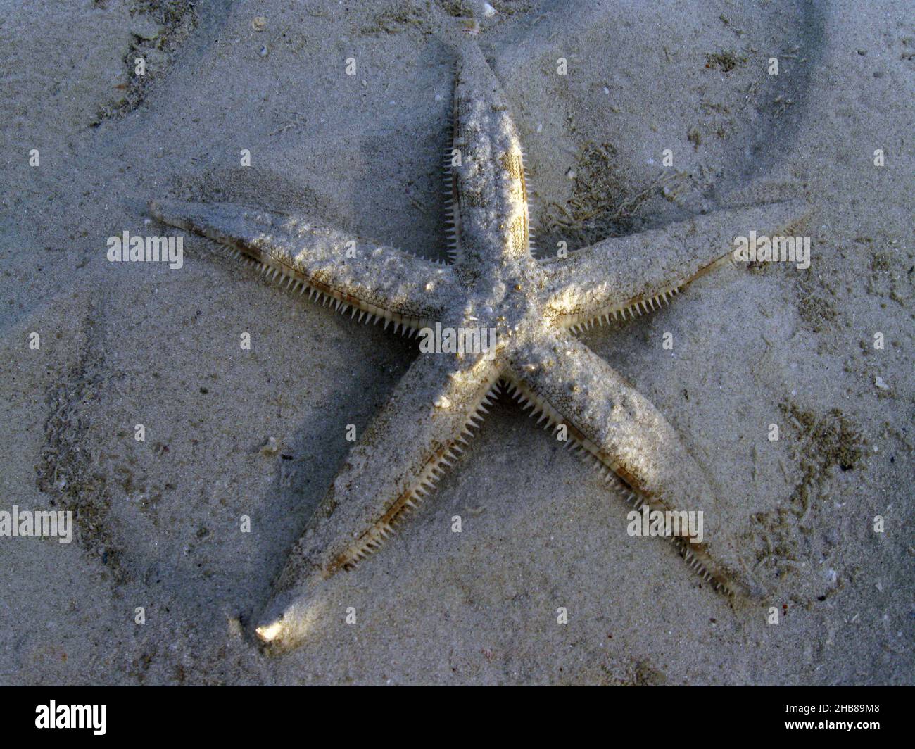 L'archaster typicus est une espèce d'étoiles de mer de la famille des archasteridés.Il est communément appelé l'étoile de sable ou l'étoile de sipage de sable Banque D'Images