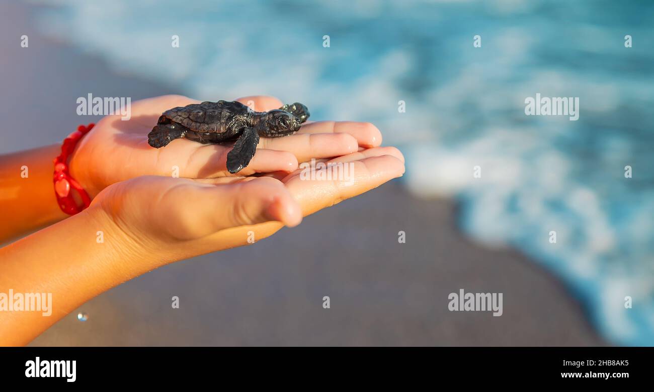 Petite tortue sur le bord de mer dans les mains d'un enfant.Mise au point sélective. Banque D'Images