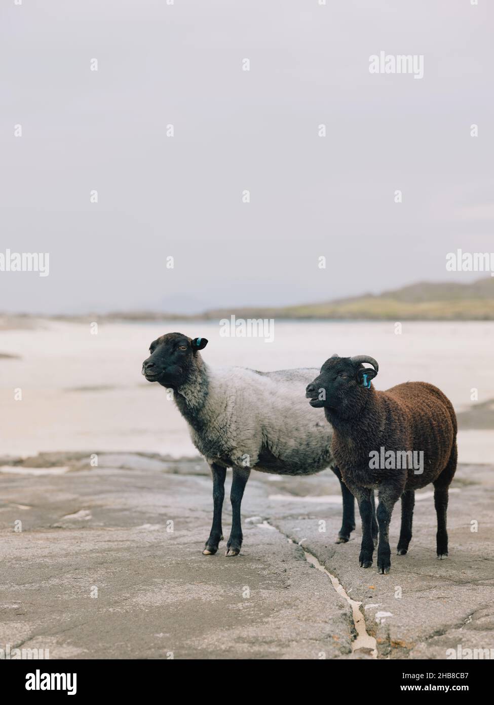 Brebis et agneau le mouton Shetland se reproduit dans le paysage écossais de la côte ouest des Highlands, en Écosse, au Royaume-Uni Banque D'Images