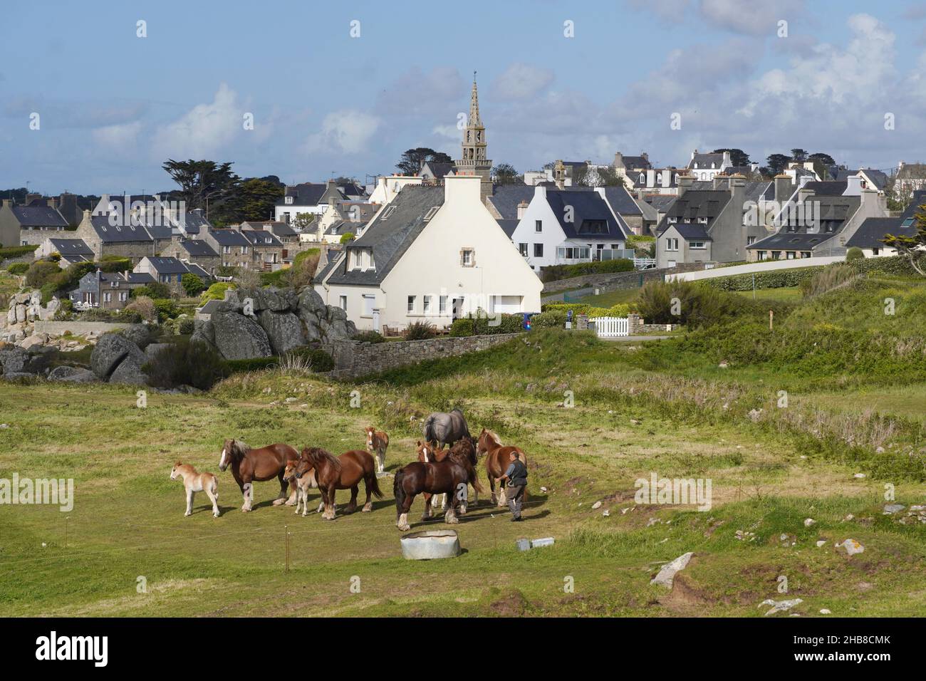 Porspoder (Bretagne, nord-ouest de la France) : troupeau de chevaux de trait breton (mares et foals) dans un champ.Étalon et agriculteur.En arrière-plan, TH Banque D'Images