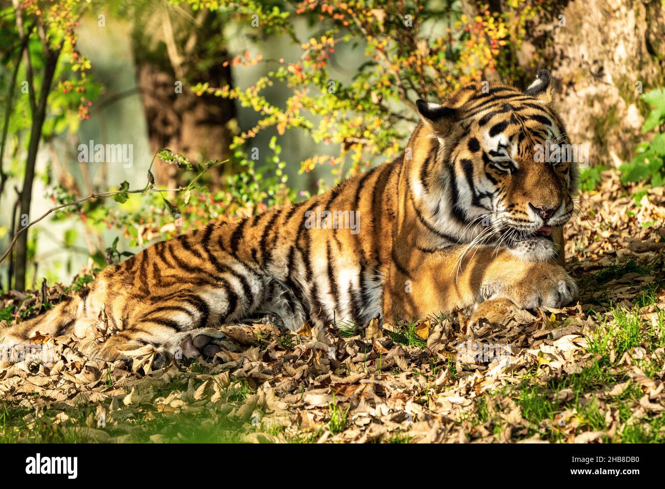 Le tigre de Sibérie, Panthera tigris altaica est le plus grand chat dans le monde Banque D'Images