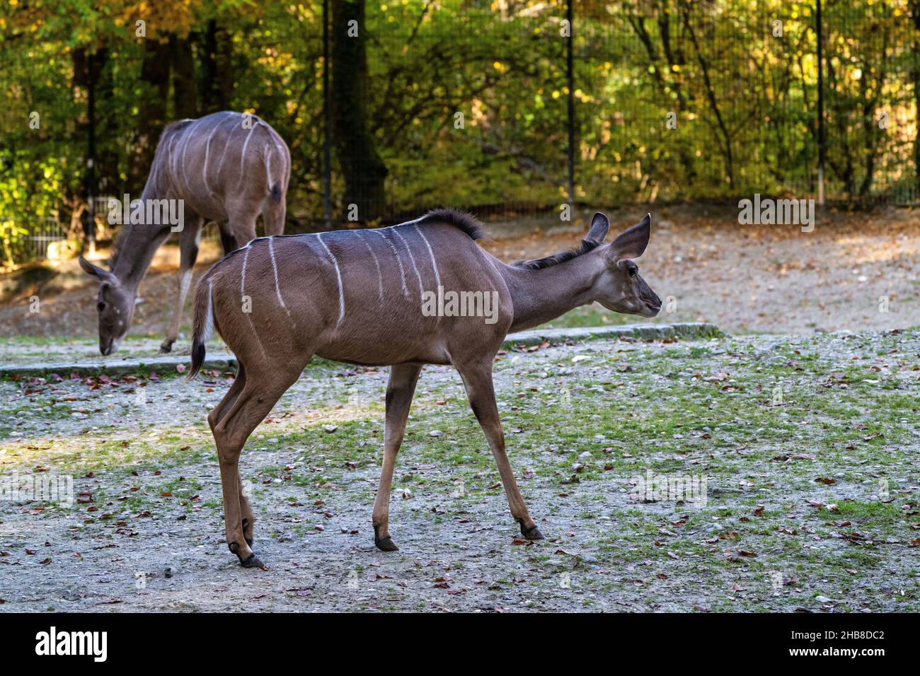 L'éland du Cap, Taurotragus oryx aussi connu comme le sud de l'éland éland ou antilope, est une savane et les plaines de l'antilope est et sud de l'Af Banque D'Images