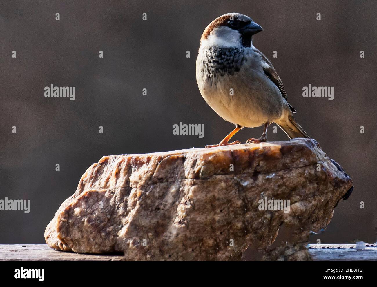 Pétillant sur une petite roche Banque D'Images