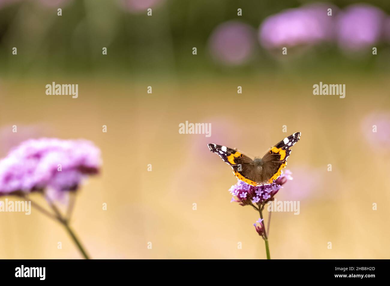 Gros plan papillon sur une fleur violette.Insectes dans la nature.Arrière-plan naturel. Banque D'Images