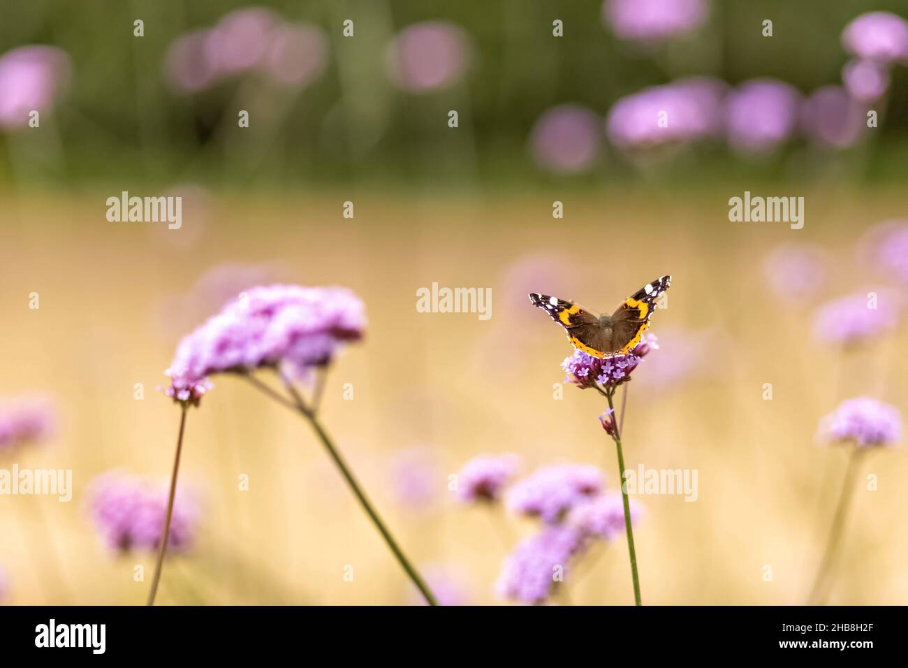 Gros plan papillon sur une fleur violette.Insectes dans la nature.Arrière-plan naturel. Banque D'Images