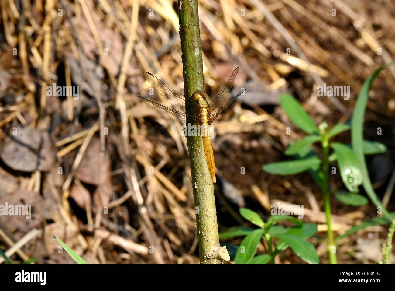 gros plan la magnifique libellule jaune marron tient sur la branche de l'arbre sur un fond vert brun hors foyer. Banque D'Images