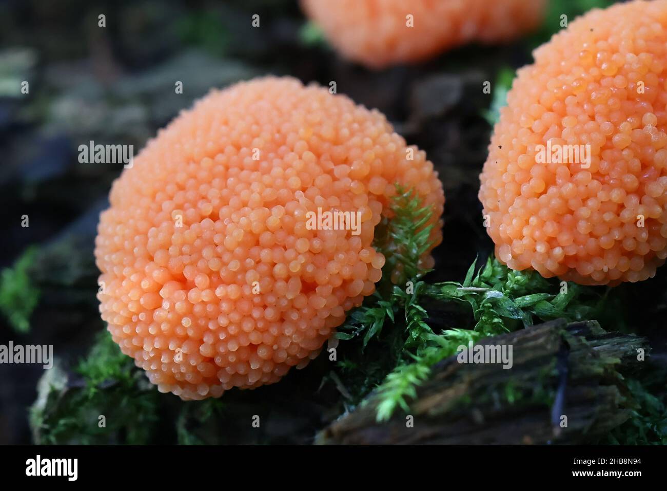 Tubifera ferruginosa, connue sous le nom de moule à chaux de framboise Banque D'Images