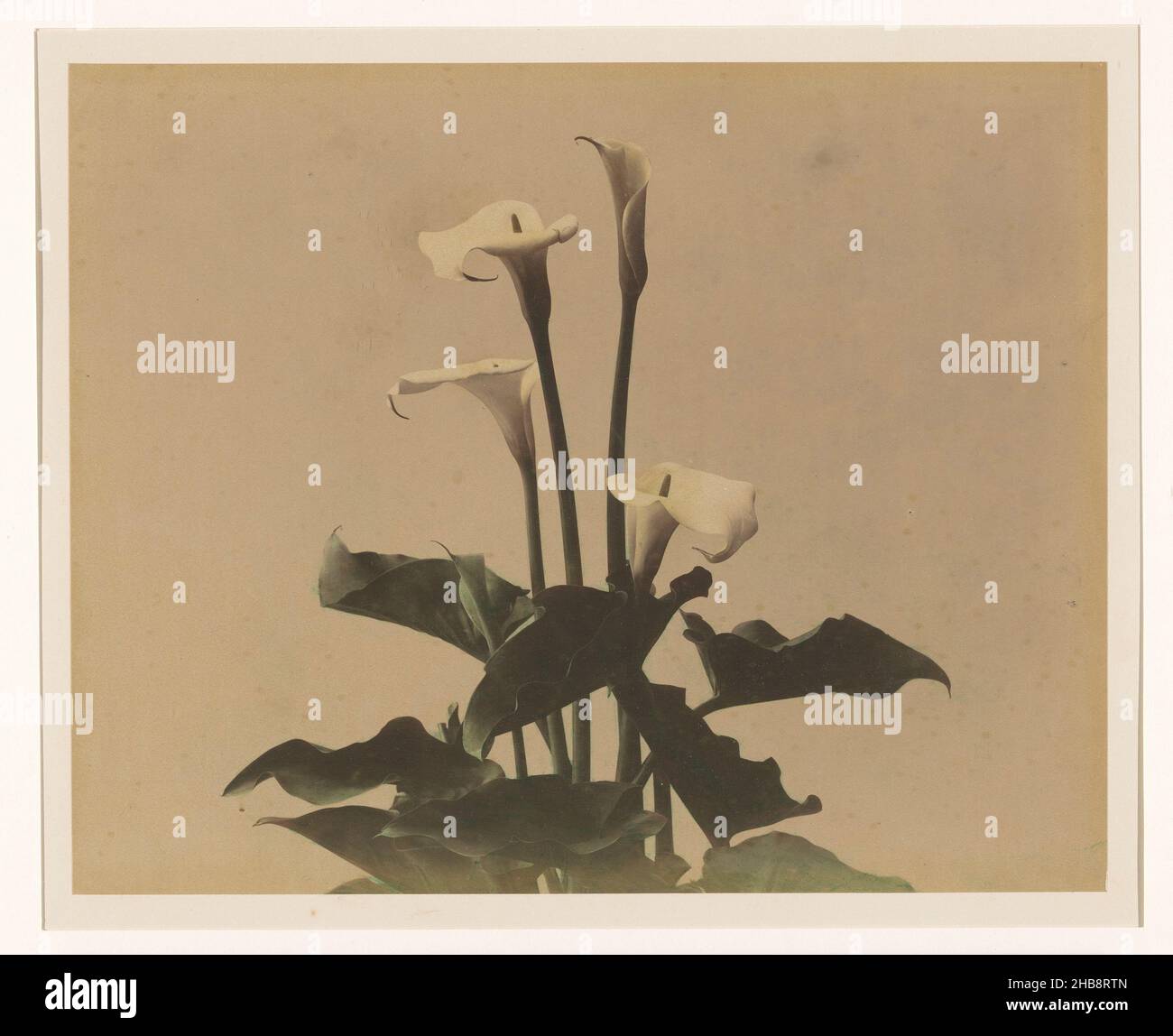 Arum lilies, anonyme, Japon, 1855 - 1890, papier,carton, imprimé albumine, hauteur 202 mm × largeur 253 mm hauteur 300 mm × largeur 380 mm Banque D'Images