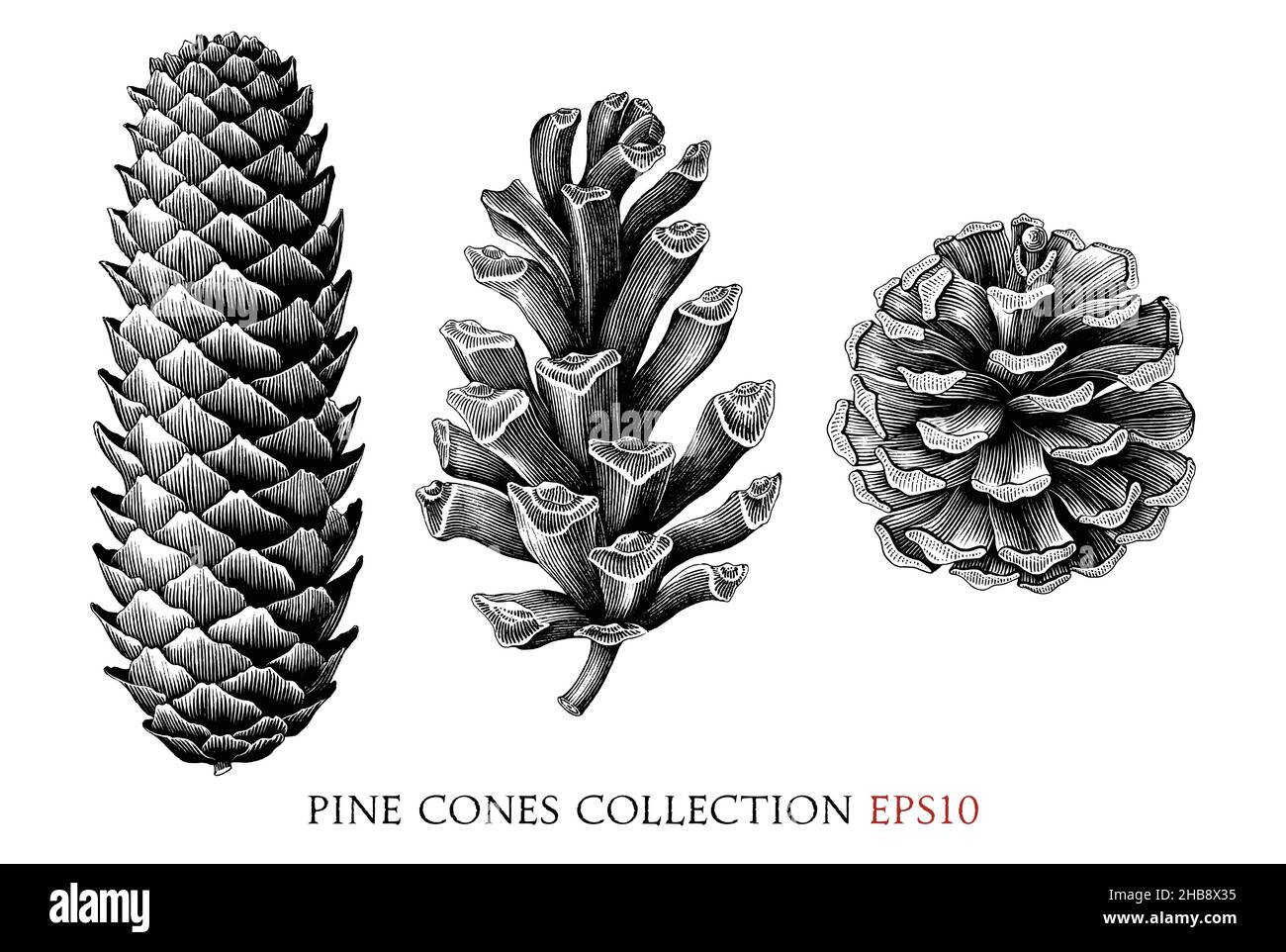 Collection de cônes de pin dessin à la main style gravure vintage clipart noir et blanc isolé sur fond blanc Illustration de Vecteur