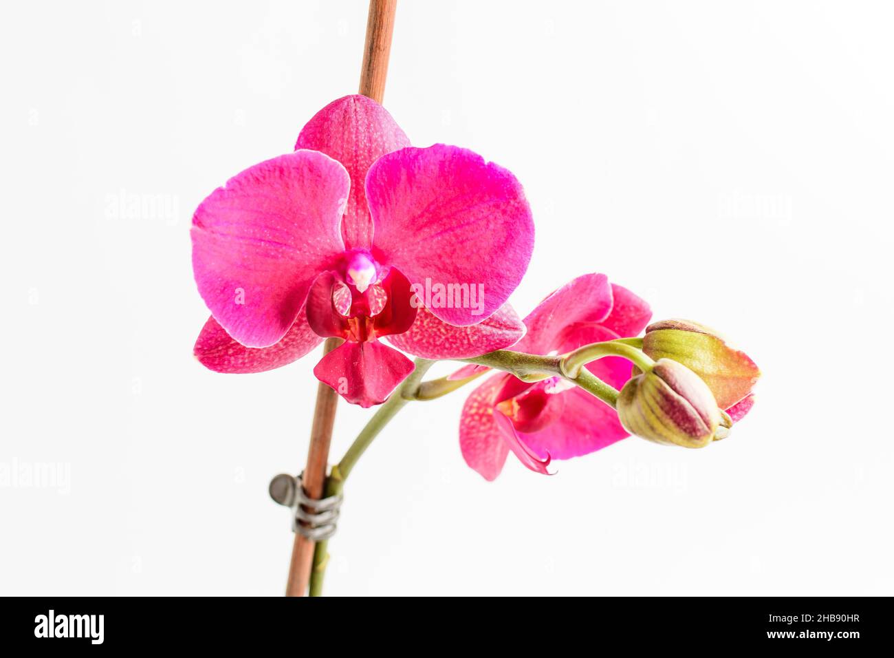 Gros plan fleurs d'orchidées Phalaenopsis rose vif en pleine fleur dans un pot de jardin près d'un mur blanc dans une journée ensoleillée d'été, magnifique arrière-plan floral extérieur Banque D'Images