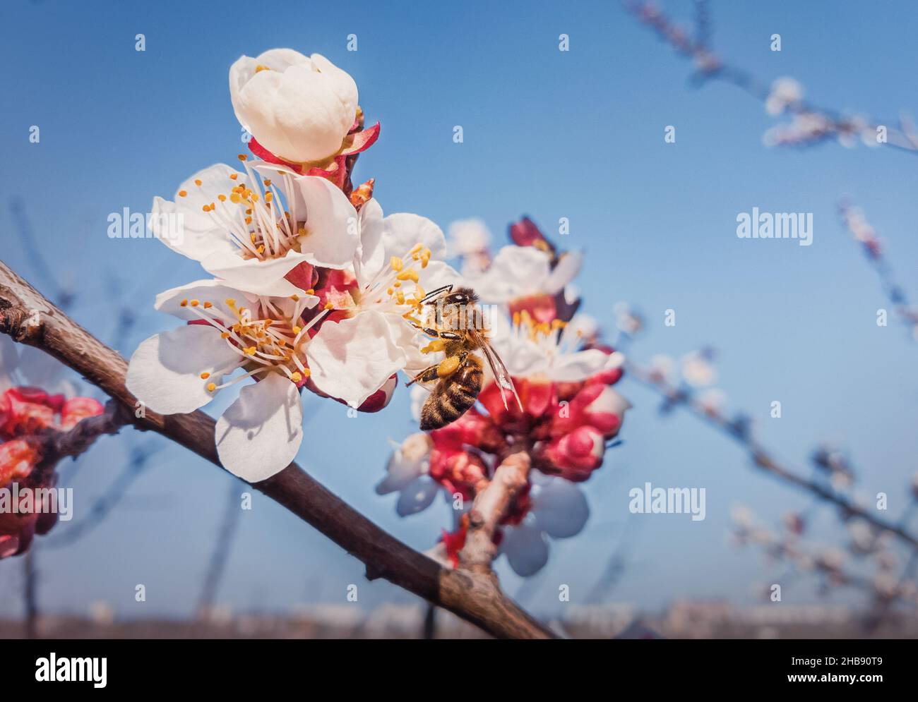 Gros plan d'une abeille diligente collectant le pollen des abricots en fleurs.Fond de printemps avec le nectar d'abeilles provenant de fleurs de fruits en fleurs Banque D'Images